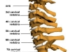 spine