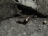 DSC09538.JPG