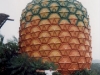 pinapple.jpeg