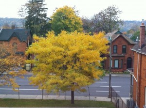autumn